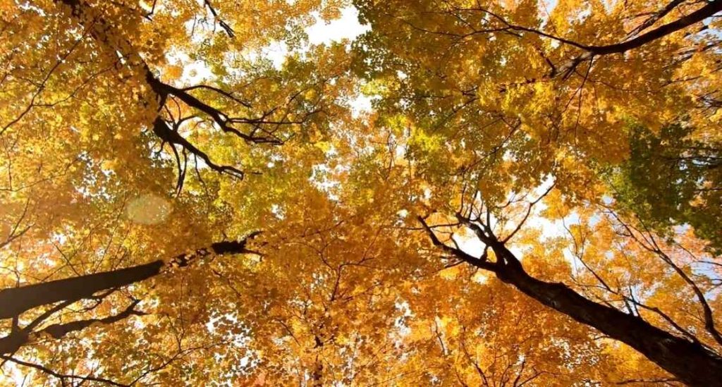 Hello Autumn moving computer wallpaper